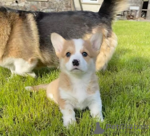 Photo №1. welsh corgi - for sale in the city of Kharkove | Is free | Announcement № 62805