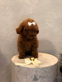 Photo №2 to announcement № 161479 for the sale of poodle (toy) - buy in Serbia 