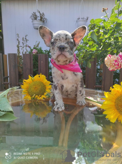 Additional photos: French bulldogs for sale