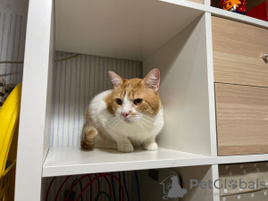 Additional photos: Charming red cat Bonechka is looking for a home and a loving family!