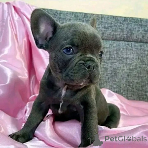 Photo №4. I will sell  in the city of Brugelette.  - price - Is free