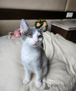 Photo №1. european shorthair - for sale in the city of Vienna | negotiated | Announcement № 136607