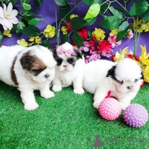 Photo №1. shih tzu - for sale in the city of Trier | 471$ | Announcement № 130061