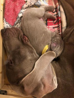 Photo №2 to announcement № 897 for the sale of weimaraner - buy in Russian Federation from nursery