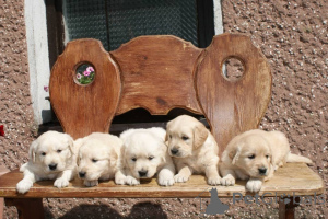 Photo №2 to announcement № 160309 for the sale of golden retriever - buy in Finland private announcement