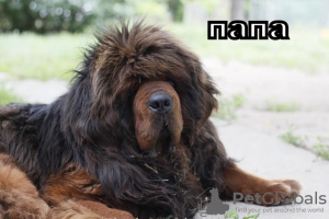 Photo №1. tibetan mastiff - for sale in the city of Nikolaev | negotiated | Announcement № 9342