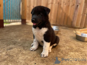 Photo №3. Akita Puppies Available Now. Malaysia