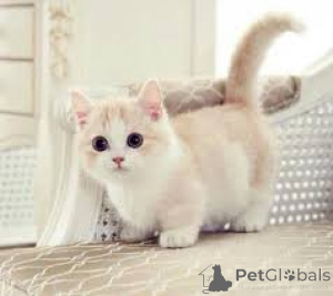 Photo №2 to announcement № 166959 for the sale of munchkin - buy in Finland private announcement, breeder