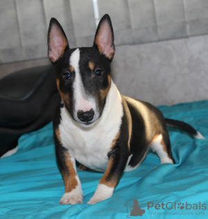 Photo №4. I will sell bull terrier in the city of Belgrade. breeder - price - negotiated