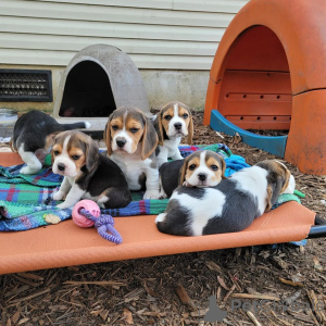 Photo №3. Adorable beagle puppies for sale.. Germany