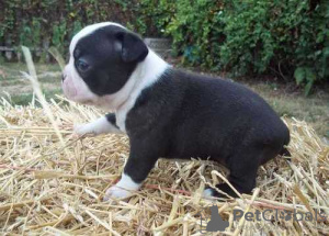 Photo №3. Boston Terrier Puppies. United Kingdom