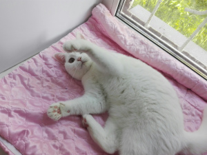 Photo №1. british shorthair - for sale in the city of Chelyabinsk | 134$ | Announcement № 2954