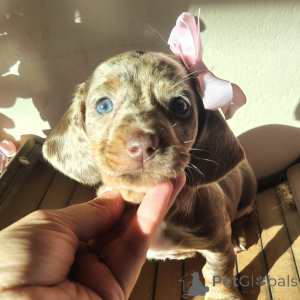 Photo №1. dachshund - for sale in the city of Litvinov | negotiated | Announcement № 171769