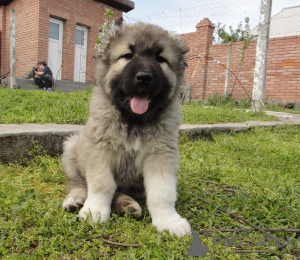 Photo №1. caucasian shepherd dog - for sale in the city of Nikolaev | 300$ | Announcement № 10352