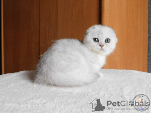 Photo №2 to announcement № 18086 for the sale of scottish fold - buy in Ukraine from nursery