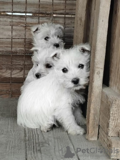 Photo №1. west highland white terrier - for sale in the city of Belgrade | Is free | Announcement № 81874