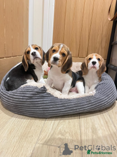Photo №2 to announcement № 166491 for the sale of beagle - buy in Germany private announcement