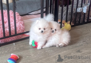 Photo №1. non-pedigree dogs - for sale in the city of Degerdal | negotiated | Announcement № 173485