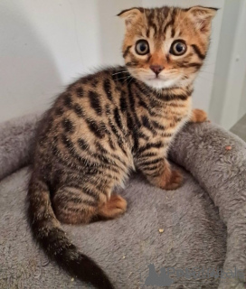 Photo №1. bengal cat - for sale in the city of Seville | negotiated | Announcement № 176402