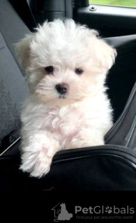 Photo №2 to announcement № 95348 for the sale of maltese dog - buy in Germany private announcement, breeder