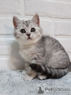 Photo №2 to announcement № 9493 for the sale of british shorthair - buy in Russian Federation from nursery