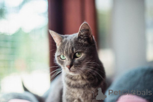 Photo №3. Tender and affectionate Zoya is looking for her family.. Russian Federation