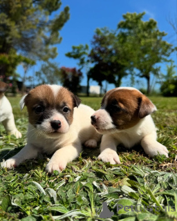 Photo №1. jack russell terrier - for sale in the city of Helsinki | negotiated | Announcement № 160848