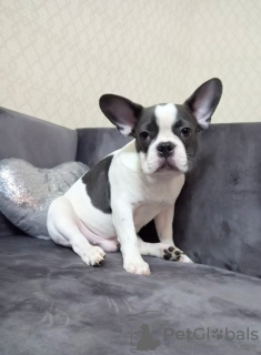 Photo №1. french bulldog - for sale in the city of Tyumen | 651$ | Announcement № 83000