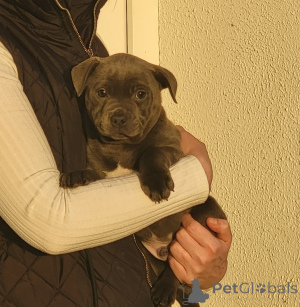 Photo №2 to announcement № 172206 for the sale of staffordshire bull terrier - buy in Belgium private announcement