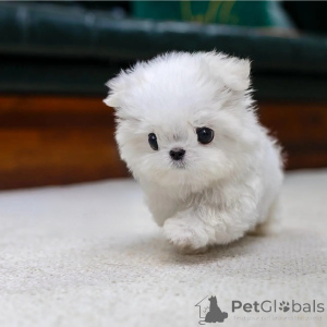 Photo №3. Urocze szczenięta rasy maltańczyk do adopcji.. Poland