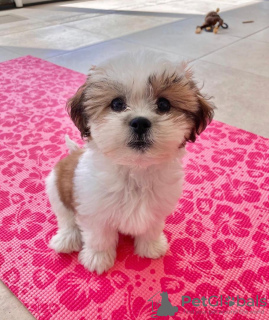 Photo №1. shih tzu - for sale in the city of Kampen | Is free | Announcement № 99908