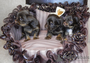 Photo №3. Yorkshire terrier puppies of chocolate color.. Russian Federation