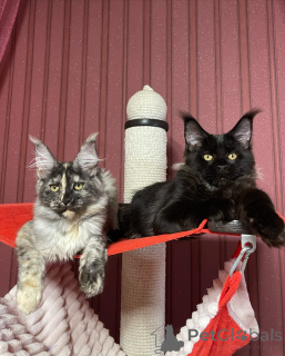 Photo №2 to announcement № 160673 for the sale of maine coon - buy in United Kingdom breeder