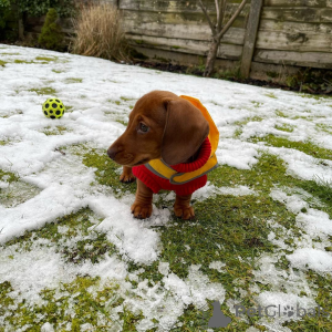 Photo №4. I will sell  in the city of Dunedin.  - price - Is free