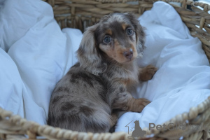 Photo №1. dachshund - for sale in the city of Tennessee City | negotiated | Announcement № 148394