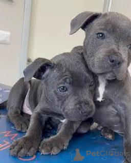 Photo №1. staffordshire bull terrier - for sale in the city of BELFAST | 928$ | Announcement № 166109