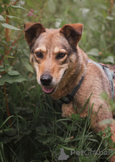 Photo №3. Ruby the dog looking for a home. Russian Federation
