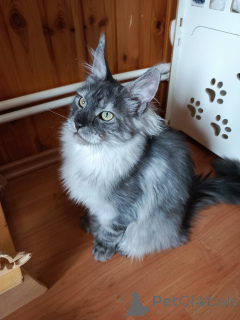 Photo №3. Kitten Cote Mainkun Polydakt. Russian Federation