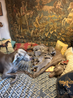 Photo №4. I will sell weimaraner in the city of Platerówka. breeder - price - 659$