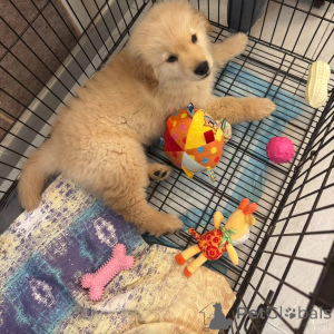 Photo №3. Bezaubernde Golden-Retriever-Welpen suchen ein liebevolles Zuhause. Austria