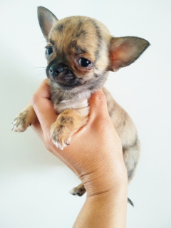 Photo №1. chihuahua - for sale in the city of Gomel | 278$ | Announcement № 3535