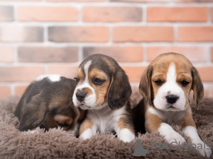 Photo №2 to announcement № 103661 for the sale of beagle - buy in Germany private announcement