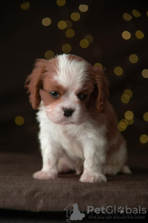 Photo №2 to announcement № 15901 for the sale of cavalier king charles spaniel - buy in Germany from nursery, breeder