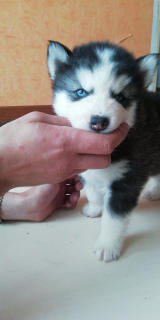 Additional photos: Reserve of puppies of Siberian husky