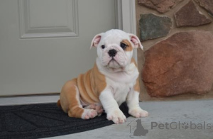 Photo №3. ENGLISH BULLDOG PUPPIES WhatsApp 64 9-889 4165. Switzerland