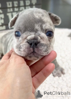 Photo №2 to announcement № 138249 for the sale of french bulldog - buy in United States private announcement, breeder