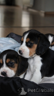 Photo №3. Beagle-Welpen zu vermitteln.. Germany