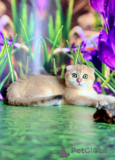 Photo №1. scottish fold - for sale in the city of Kiev | 566$ | Announcement № 63224
