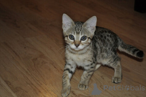 Photo №1. savannah cat - for sale in the city of Bergheim | negotiated | Announcement № 169462