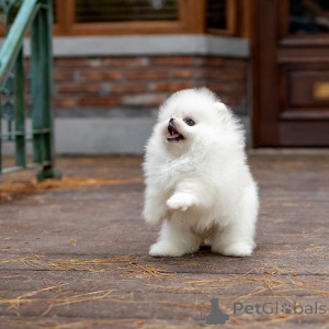 Photo №1. pomeranian - for sale in the city of Berlin | 387$ | Announcement № 166804